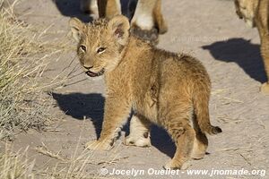 Réserve faunique de Khutse - Botswana