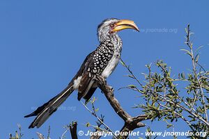 Réserve faunique de Khutse - Botswana