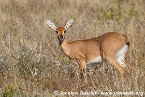 Central Kalahari Game Reserve - Botswana