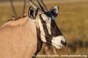 Central Kalahari Game Reserve - Botswana