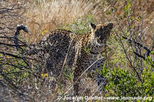 Central Kalahari Game Reserve - Botswana