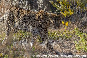 Réserve faunique du Central Kalahari - Botswana