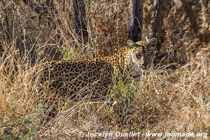 Central Kalahari Game Reserve - Botswana