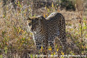 Réserve faunique du Central Kalahari - Botswana