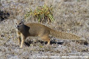 Central Kalahari Game Reserve - Botswana