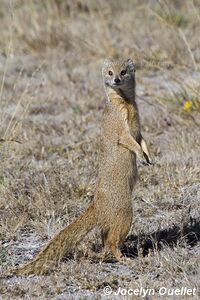 Réserve faunique du Central Kalahari - Botswana