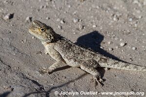 Central Kalahari Game Reserve - Botswana