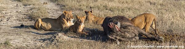 Rivière Chobe - Parc national de Chobe - Botswana