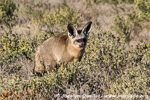 Central Kalahari Game Reserve - Botswana