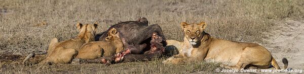 Rivière Chobe - Parc national de Chobe - Botswana