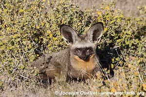 Central Kalahari Game Reserve - Botswana