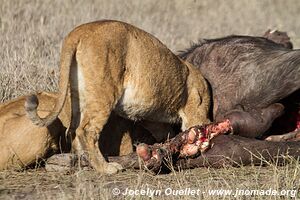 Chobe Riverfront - Chobe National Park - Botswana