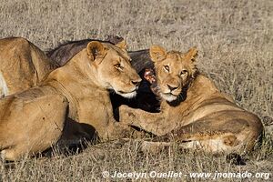 Chobe Riverfront - Chobe National Park - Botswana