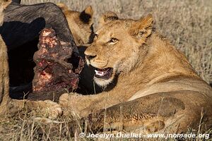 Chobe Riverfront - Chobe National Park - Botswana