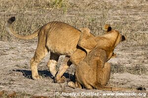 Chobe Riverfront - Chobe National Park - Botswana