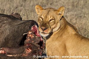 Chobe Riverfront - Chobe National Park - Botswana