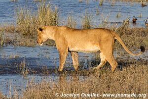 Chobe Riverfront - Chobe National Park - Botswana