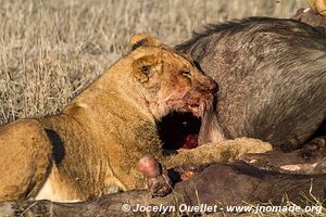 Chobe Riverfront - Chobe National Park - Botswana