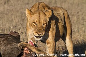 Chobe Riverfront - Chobe National Park - Botswana