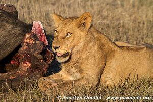 Chobe Riverfront - Chobe National Park - Botswana