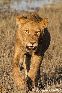 Chobe Riverfront - Chobe National Park - Botswana