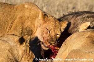 Chobe Riverfront - Chobe National Park - Botswana