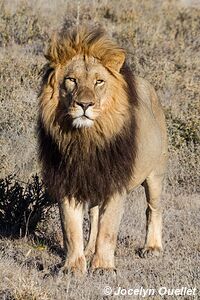 Central Kalahari Game Reserve - Botswana