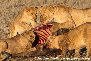 Chobe Riverfront - Chobe National Park - Botswana