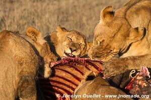 Chobe Riverfront - Chobe National Park - Botswana