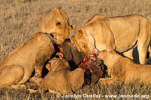 Chobe Riverfront - Chobe National Park - Botswana