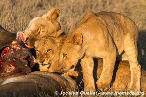 Chobe Riverfront - Chobe National Park - Botswana