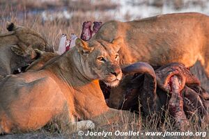 Chobe Riverfront - Chobe National Park - Botswana