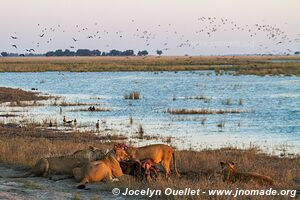 Rivière Chobe - Parc national de Chobe - Botswana