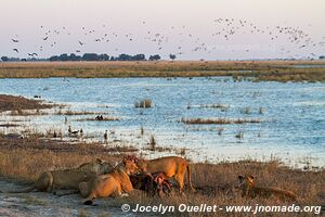 Chobe Riverfront - Chobe National Park - Botswana