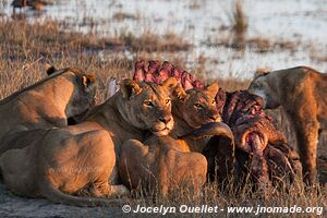 Chobe Riverfront - Chobe National Park - Botswana