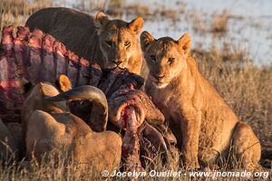 Chobe Riverfront - Chobe National Park - Botswana