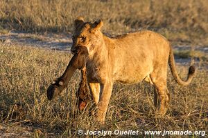 Chobe Riverfront - Chobe National Park - Botswana