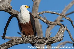 Rivière Chobe - Parc national de Chobe - Botswana