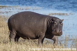 Rivière Chobe - Parc national de Chobe - Botswana