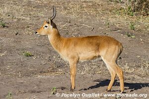 Rivière Chobe - Parc national de Chobe - Botswana