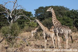 Chobe Riverfront - Chobe National Park - Botswana