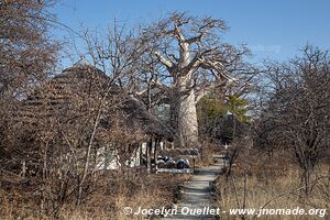 Planète Baobab - Gweta - Botswana