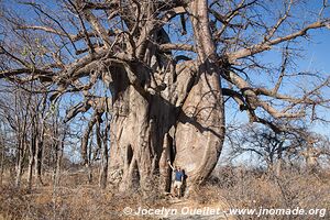 Planet Baobab - Gweta - Botswana