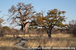Planète Baobab - Gweta - Botswana