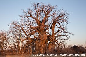 Planète Baobab - Gweta - Botswana
