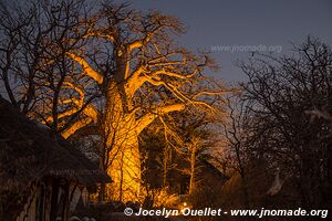 Planet Baobab - Gweta - Botswana