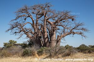 Nwetwe Pan - Botswana