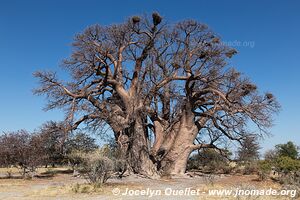 Nwetwe Pan - Botswana