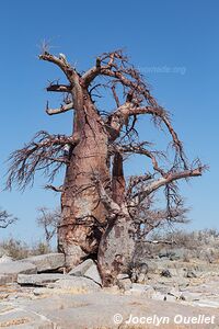 Sua Pan - Botswana