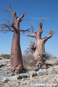 Sua Pan - Botswana